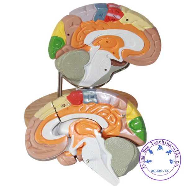 彩色腦神經解剖模型 4件 2倍放大 Human Brain Model, 9 Colors to Identify Brain Functions：圖片 3