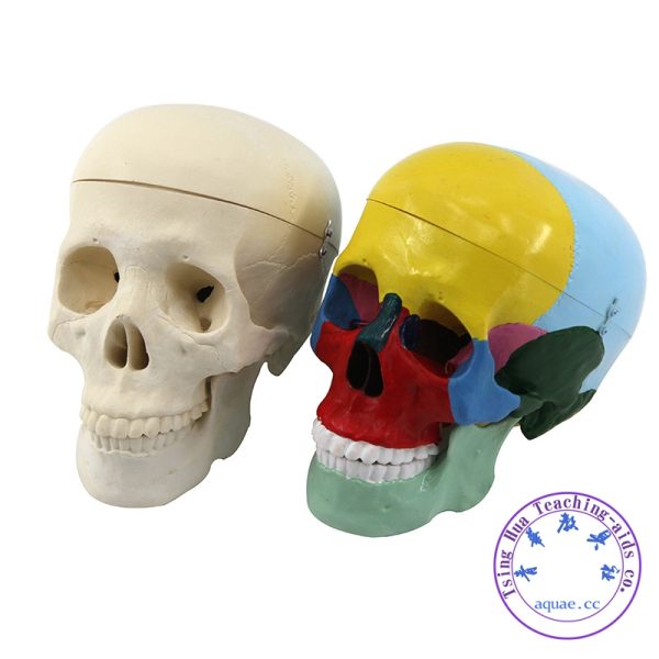 彩色頭骨模型 Human Skull Model Painted：圖片 3