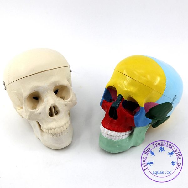 彩色頭骨模型 Human Skull Model Painted：圖片 4