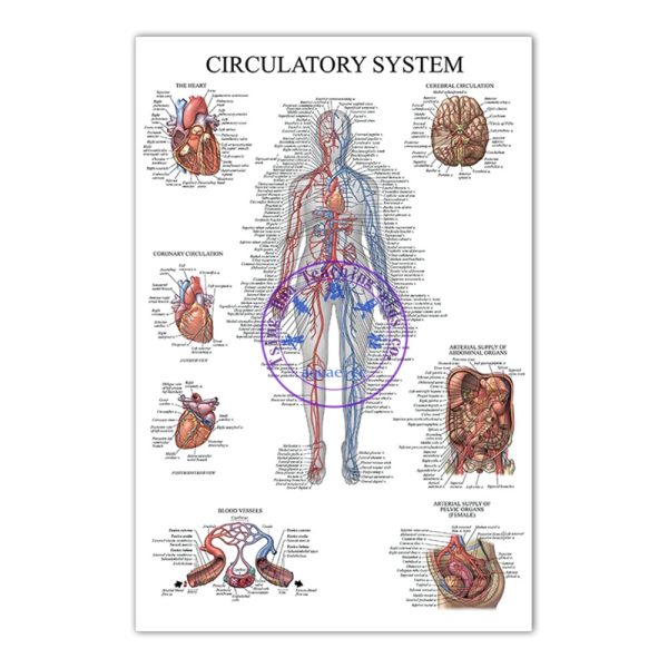 循環系統掛圖 (50*70cm) Circulatory System Anatomy Poster