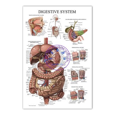 消化系統掛圖 (50*70cm) Digestive System Anatomy Poster