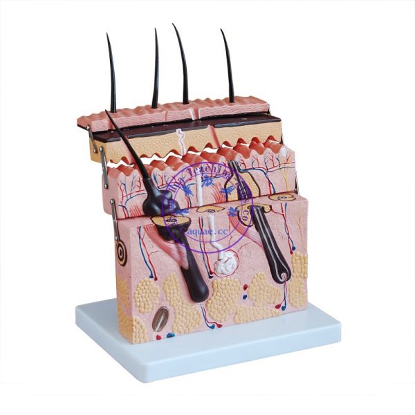 皮膚汗腺組織半剖切面可動模型 Skin Magnified Tissue Structure Model