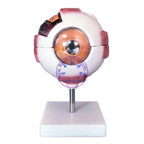 眼球模型 放大6倍 Eyeball Anatomy Model