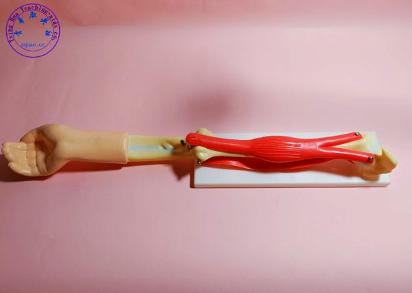 肘關節活動模型 Detachable Human Elbow Joint Activity Model：圖片 2