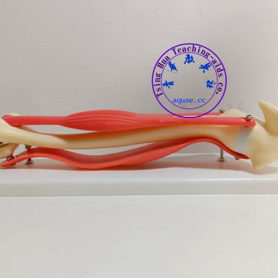 肘關節活動模型 Detachable Human Elbow Joint Activity Model