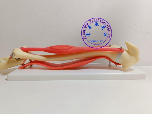 肘關節活動模型 Detachable Human Elbow Joint Activity Model