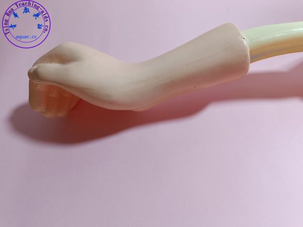 肘關節活動模型 Detachable Human Elbow Joint Activity Model：圖片 3