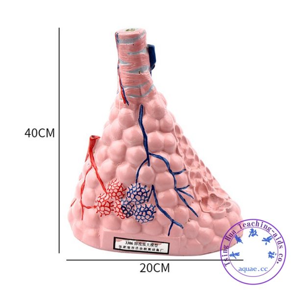 肺泡放大模型 Alveoli Model：圖片 3