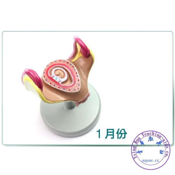 胎兒妊娠發育全過程模型8件套 Pregnancy Embryo Development Model Set of 8：圖片 2