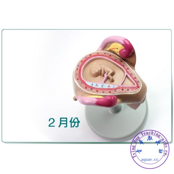 胎兒妊娠發育全過程模型8件套 Pregnancy Embryo Development Model Set of 8：圖片 3