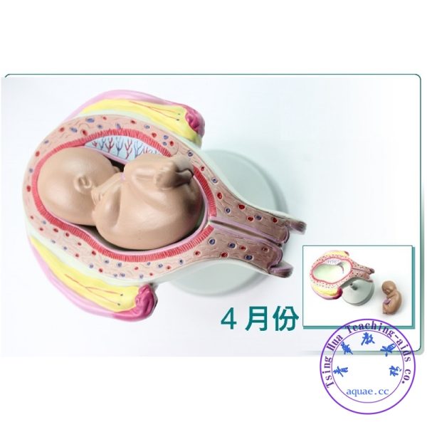 胎兒妊娠發育全過程模型8件套 Pregnancy Embryo Development Model Set of 8：圖片 4