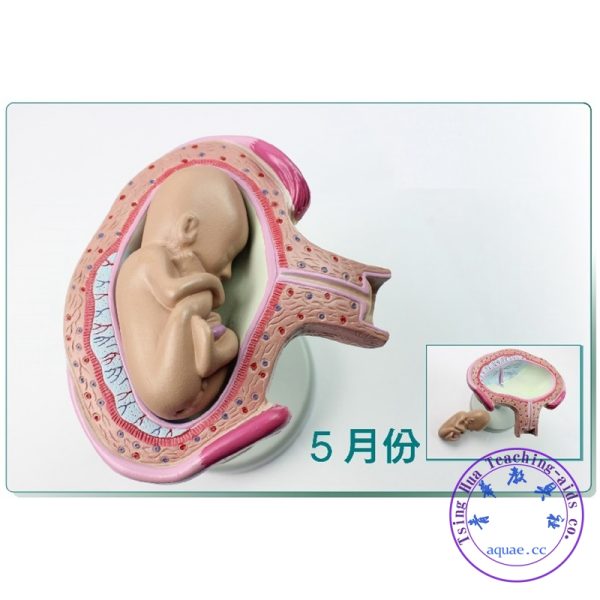 胎兒妊娠發育全過程模型8件套 Pregnancy Embryo Development Model Set of 8：圖片 5