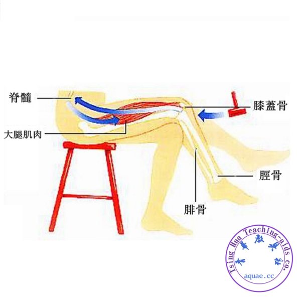 膝跳反射橡膠錘 Knee Jerk Reflex Hammer：圖片 2