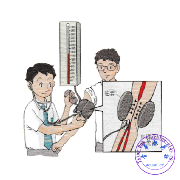 量度血壓實驗套裝 Blood Pressure Measuring Kit：圖片 2