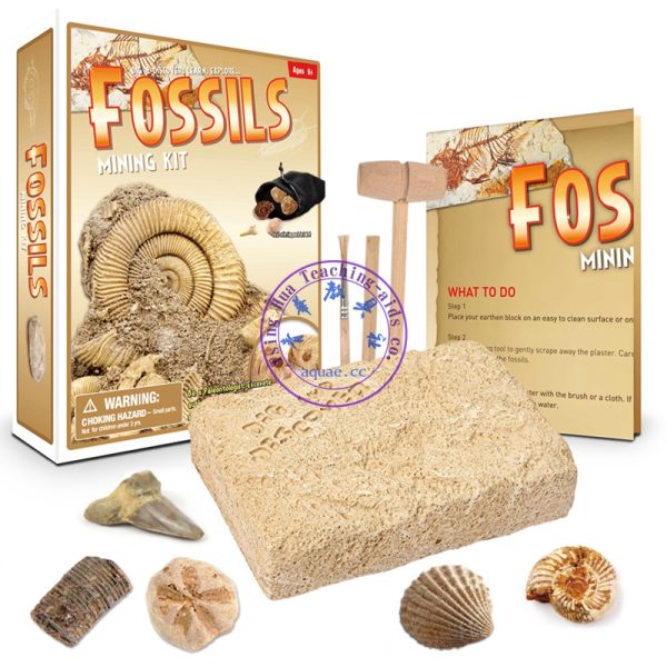 DIY化石挖掘Fossils Model Mining Kit