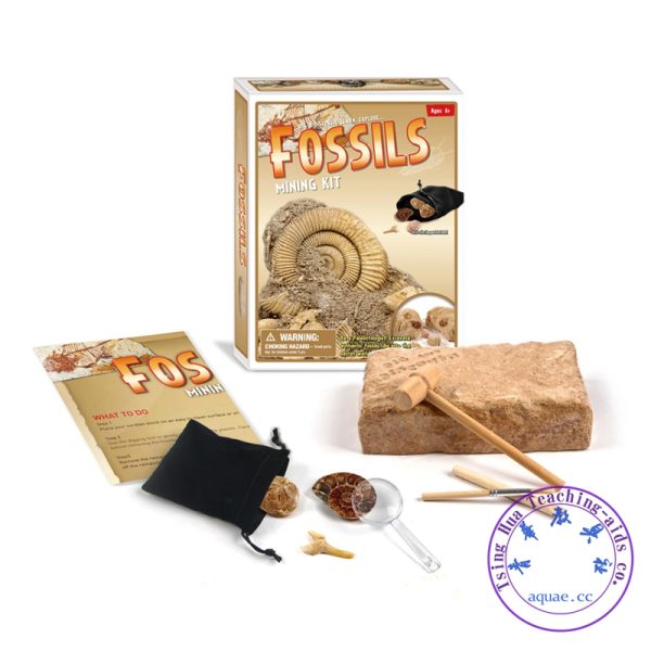 DIY化石挖掘Fossils Model Mining Kit：圖片 2