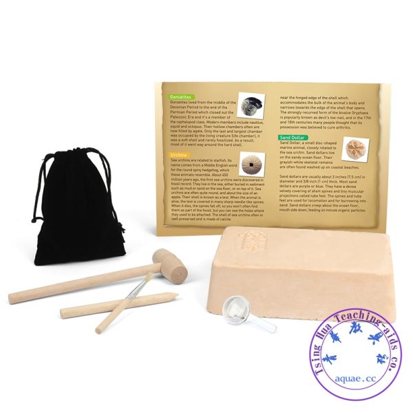 DIY化石挖掘Fossils Model Mining Kit：圖片 3