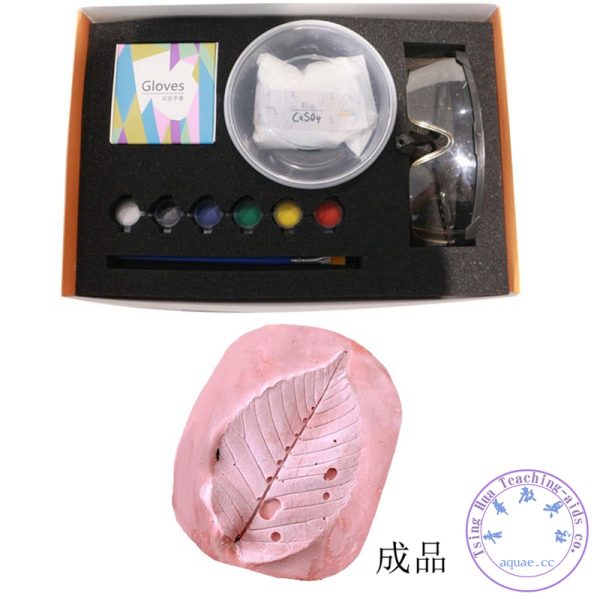 DIY 葉脈化石拓印實驗 (5人份) DIY Leaf Vein Plaster Kit：圖片 3