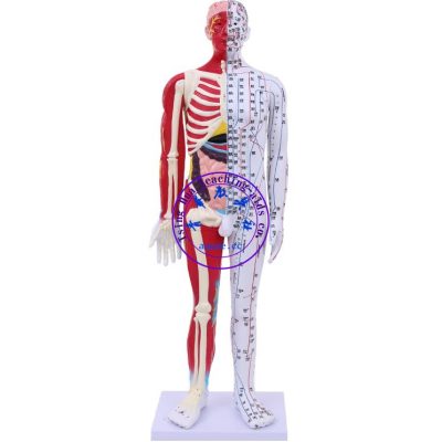 人體針灸穴位模型 85cm Human Male Medicine Acupuncture Model( with muscle anatomy)