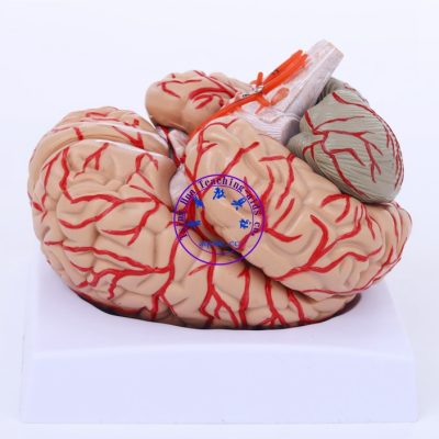 大腦模型(八件) Human Brain Model Life Size