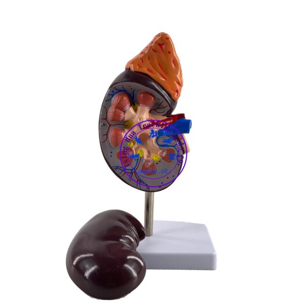 人體腎臟解剖模型 Human Kidney Anatomical Model