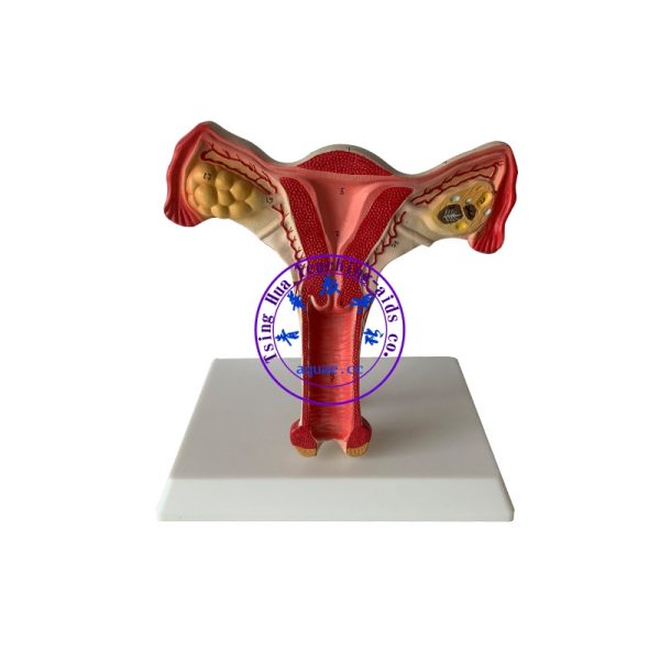 子宮模型 1:1 Uterus Ovary Model