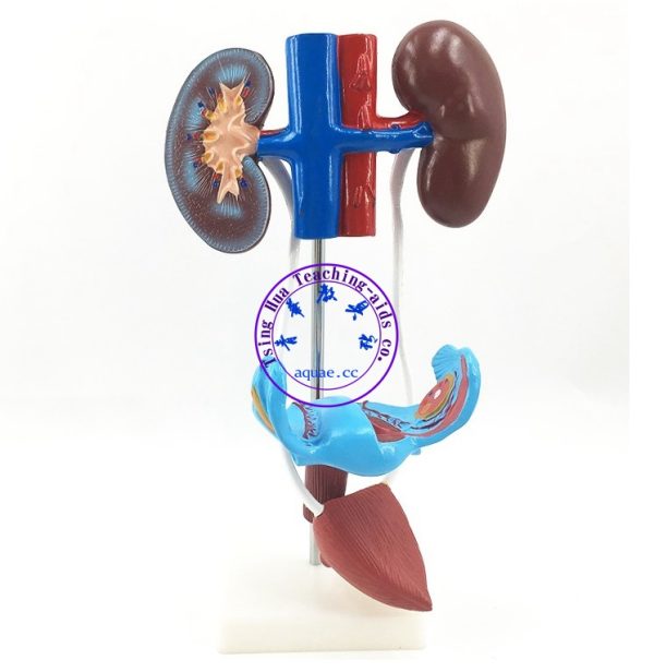 女性泌尿系統生殖器解剖模型 Female Urinary System Model