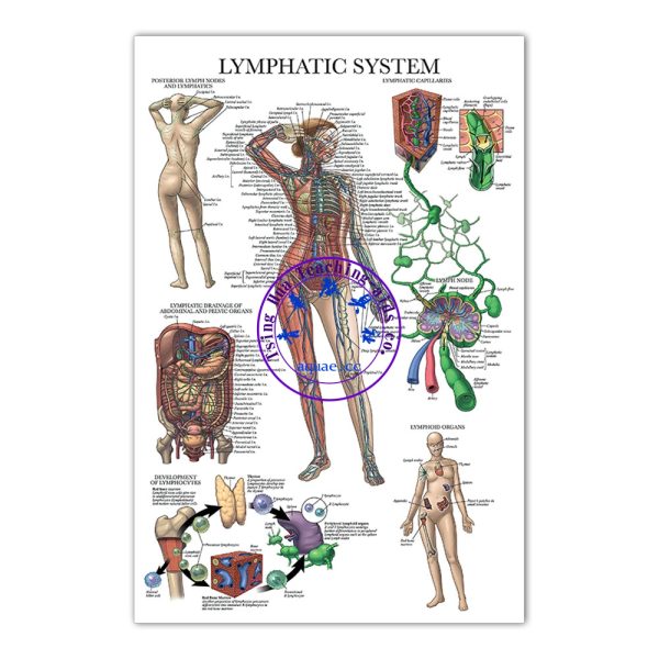 LYMPHATIC SYSTEM