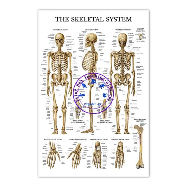 THE SKELETAL SYSTEM