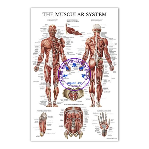 THE MUSCULAR SYSTEM