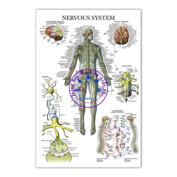 NERVOUS SYSTEM