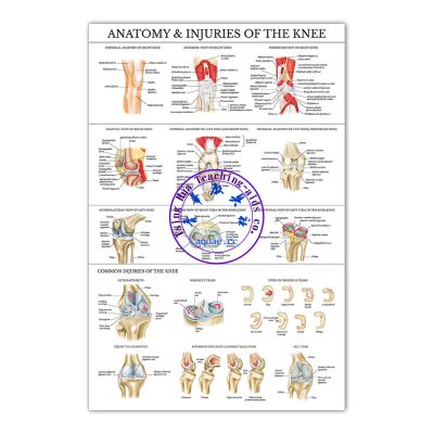 ANATOMY&INJURIES OF THE KNEE