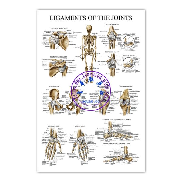 LIGAMENTS OF THE JOINTS