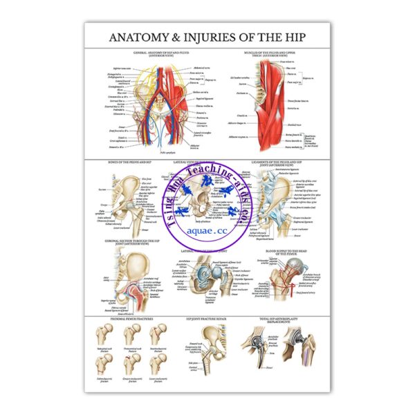 ANATOMY&INJURIES OF THE HIP