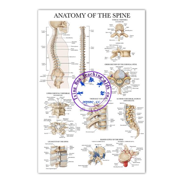 ANATOMY OF THE SPINE