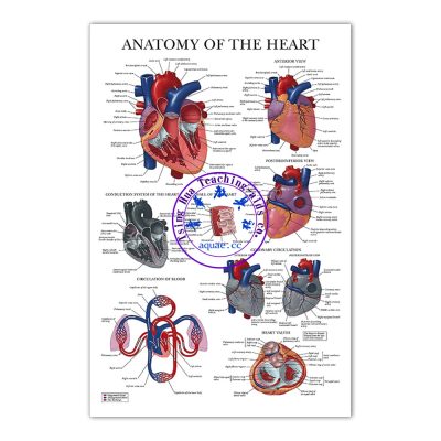 ANATOMY OF THE HEART