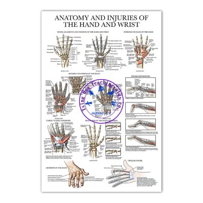 ANATOMY AND INJURIES OF THE HAND AND WRIST