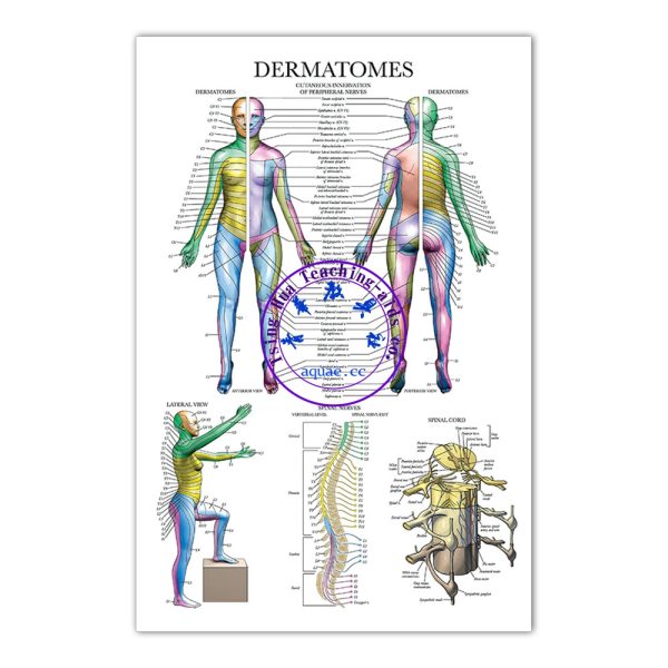 DERMATOMES