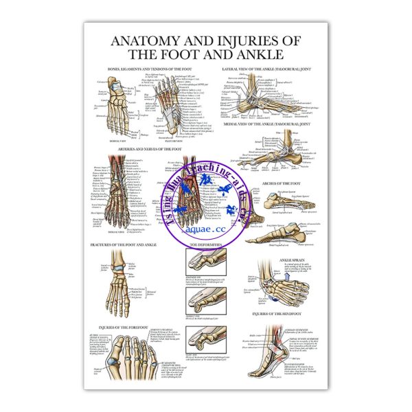 ANATOMY AND INJURIES OF THE FOOT AND ANKLE