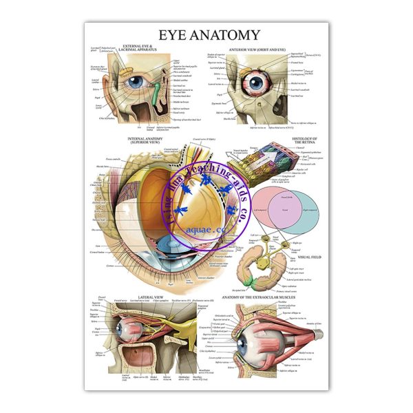 EYE ANATOMY