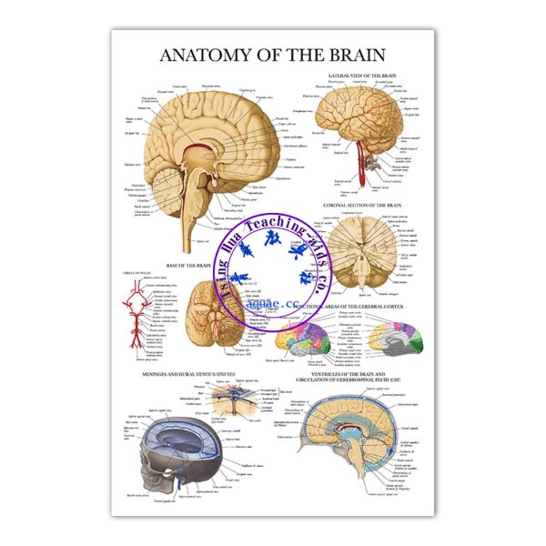 ANATOMY OF THE BRAIN