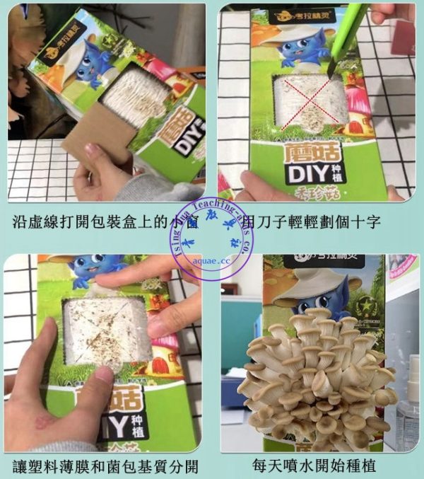 蘑菇種植包 Mushroom Growing Kit：圖片 4