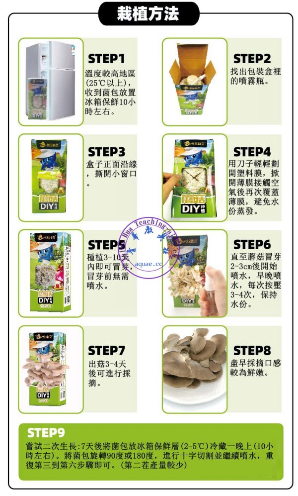 蘑菇種植包 Mushroom Growing Kit：圖片 3