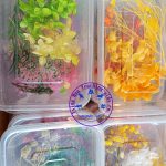 浮游花DIY植物標本：圖片 2